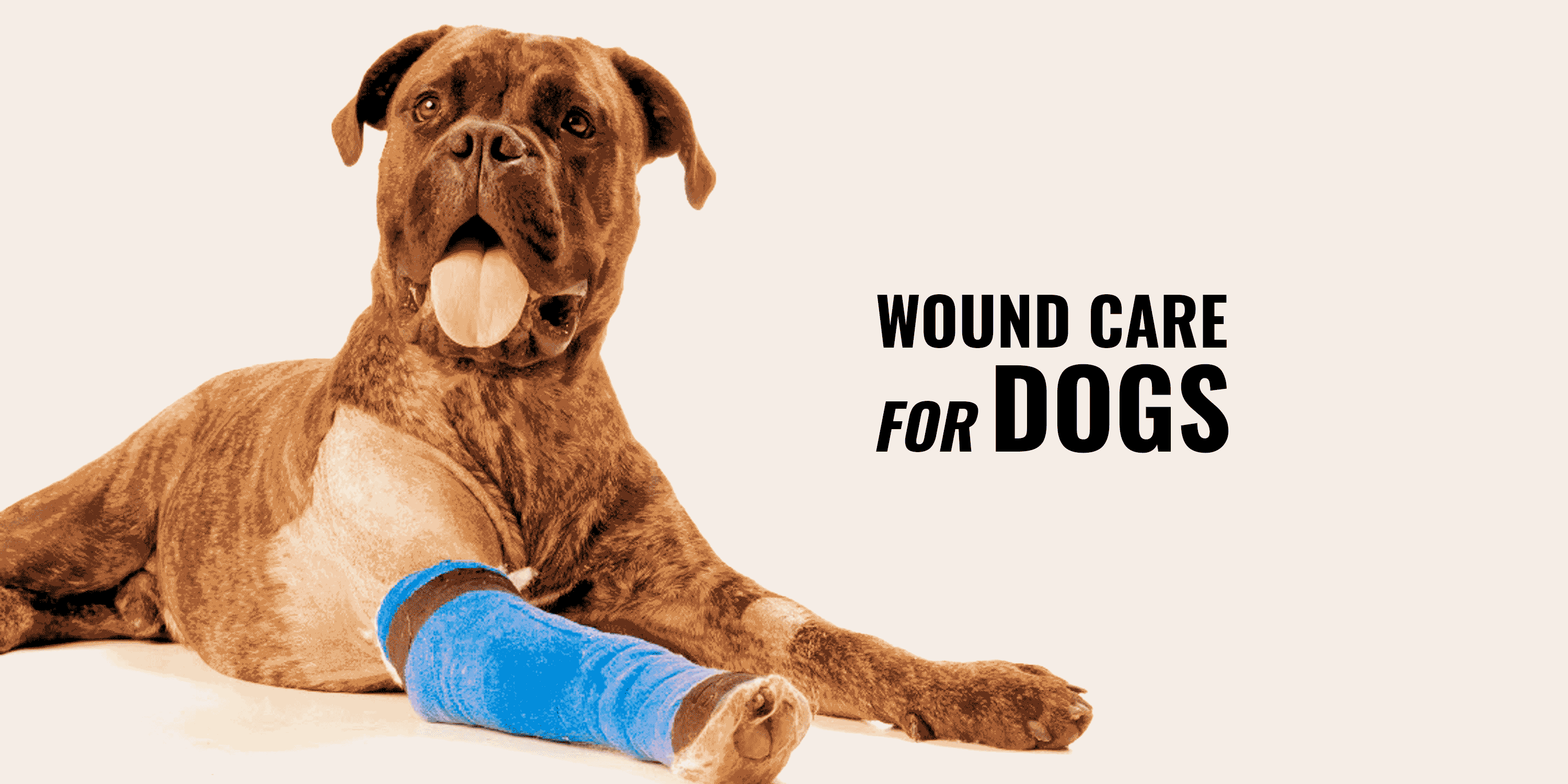 (Open) Wound Care for Dogs Supplies, Treatments & Recovery