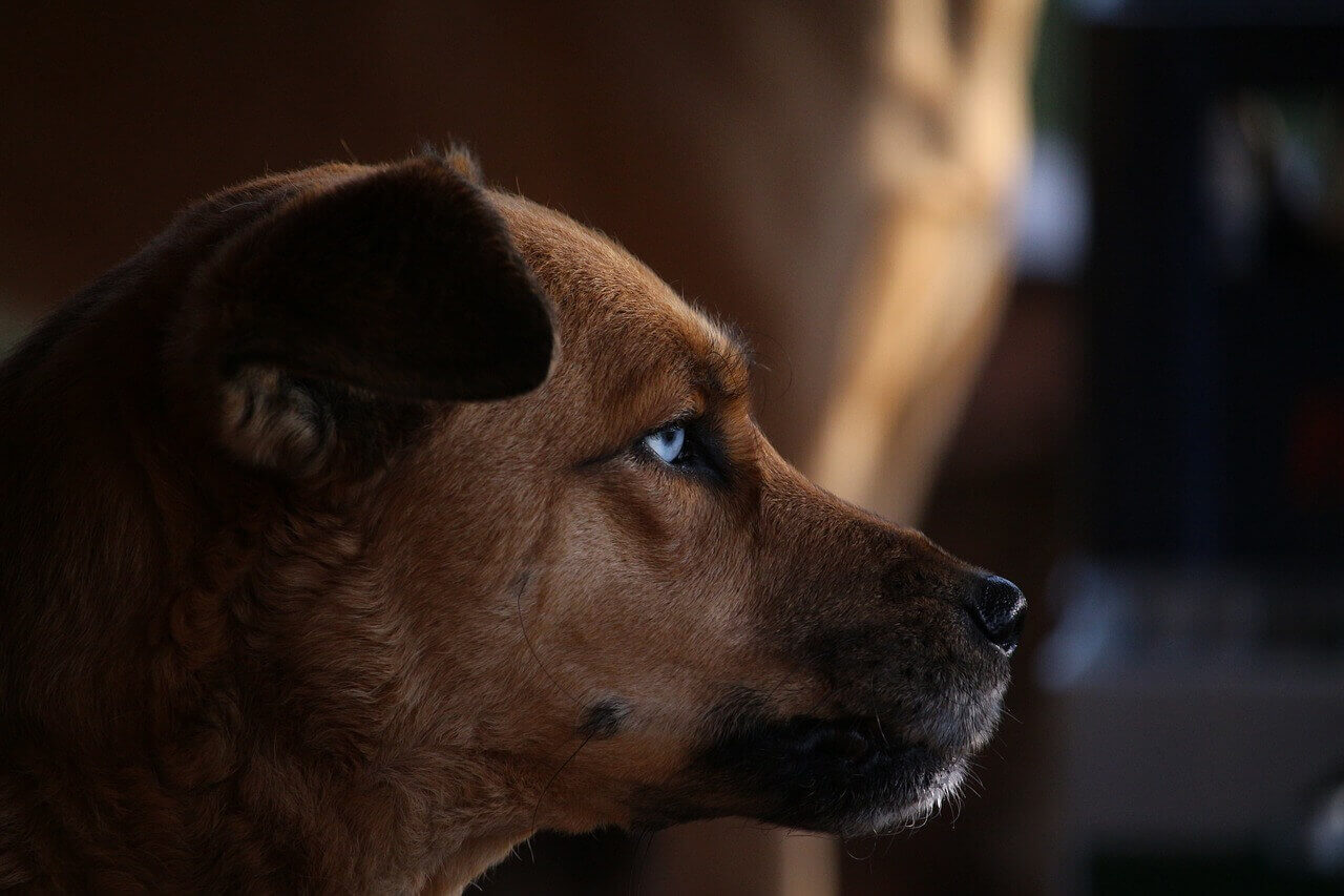 Names For Blue Eyed Dogs Male