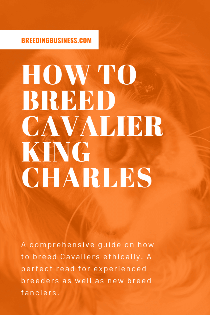 breeding cavalier king charles spaniels