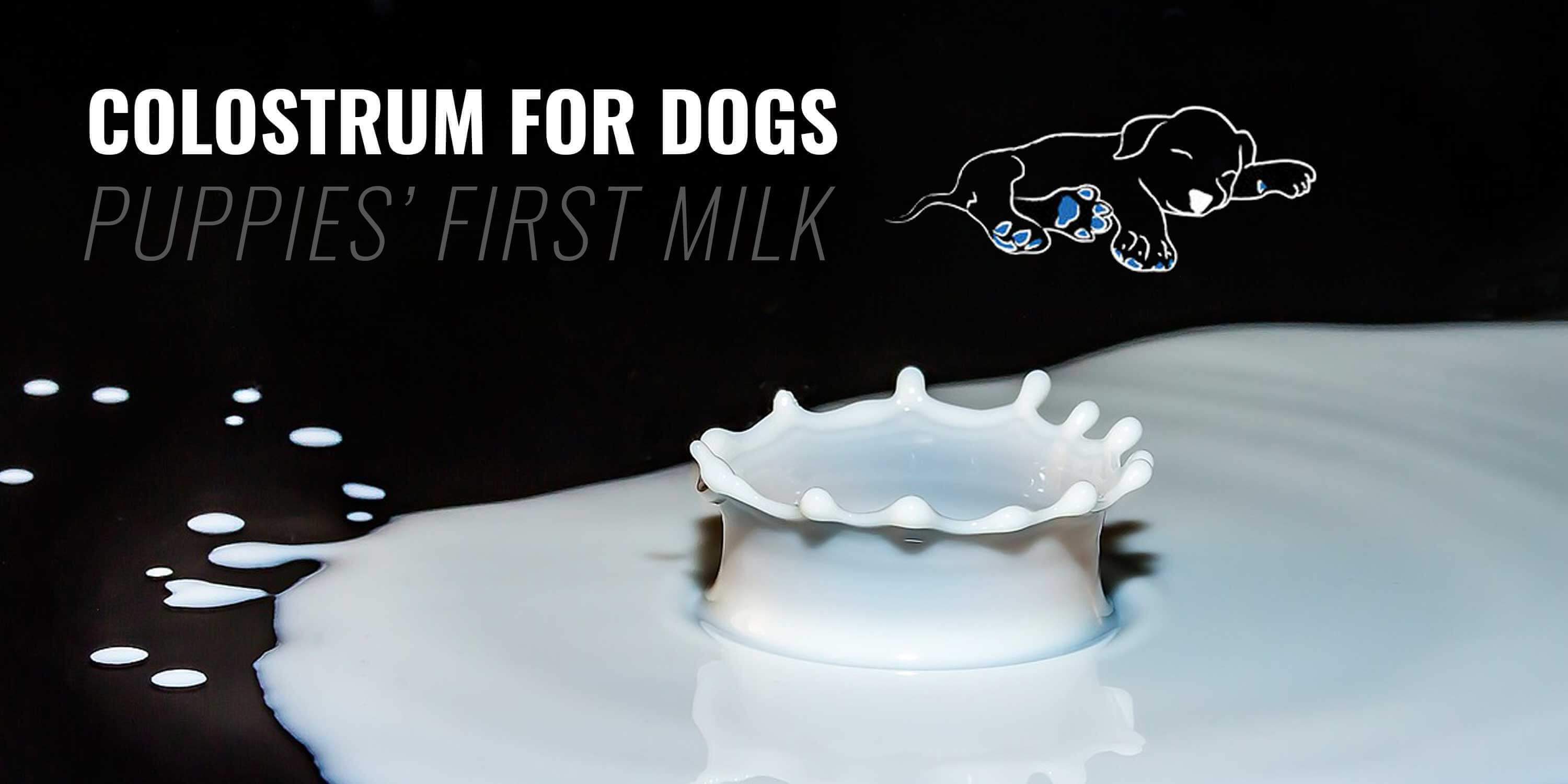 colostrum for dogs (first-milk)