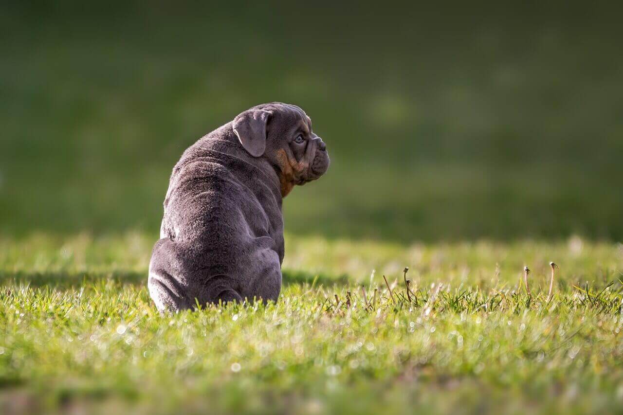 130 Unique Dog Names