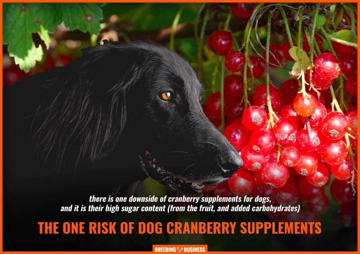 sugar in dog cranberry supplements