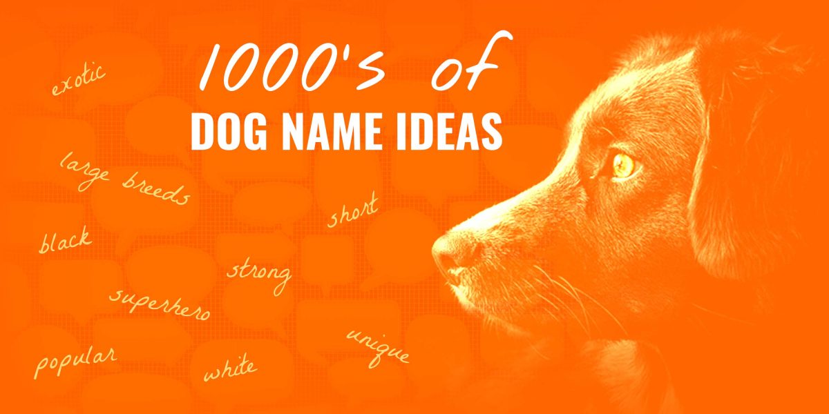 Dog – Requirements, Name Check, Ideas Renaming