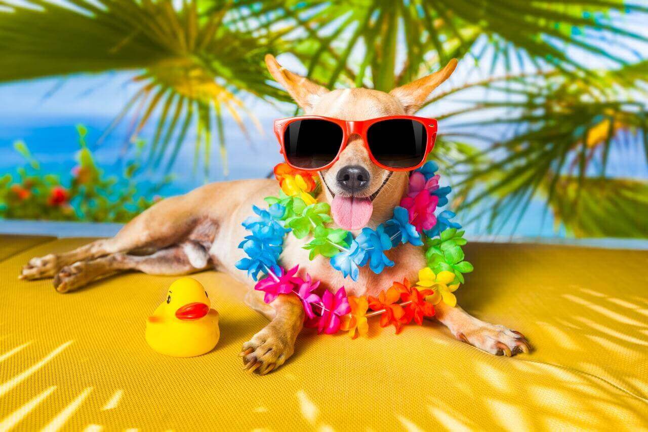 280 Hawaiian Dog Names Super Unique Cool Exotic Ideas   Hawaiian Dog Names 