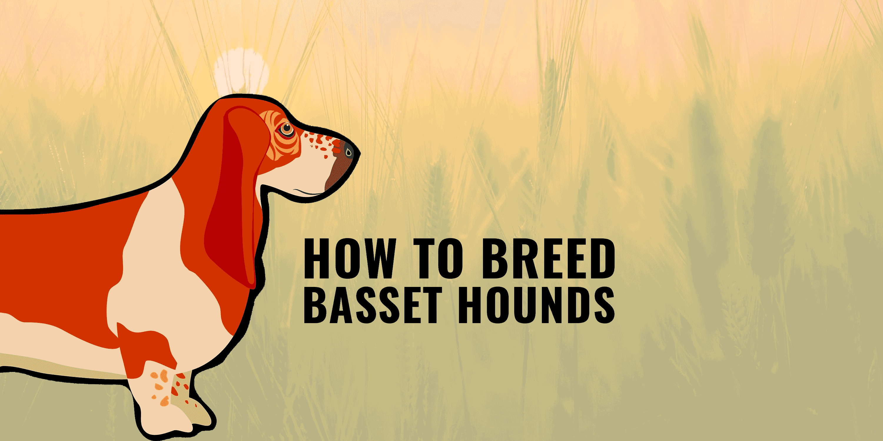 How To Breed Basset Hounds