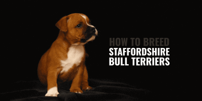 How To Breed Staffordshire Bull Terriers