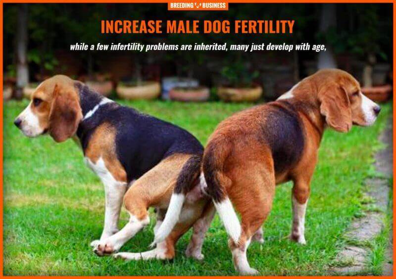 increase male dog fertility