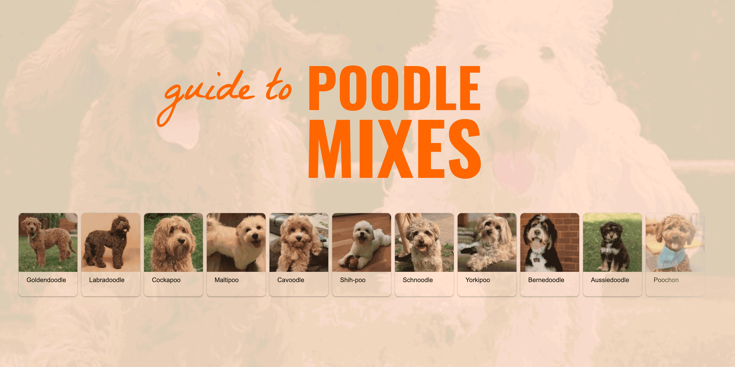 poodle mix guide