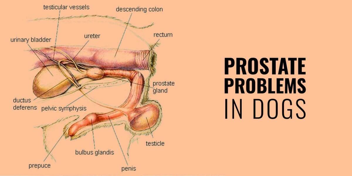 What Causes Prostate Problems In Dogs