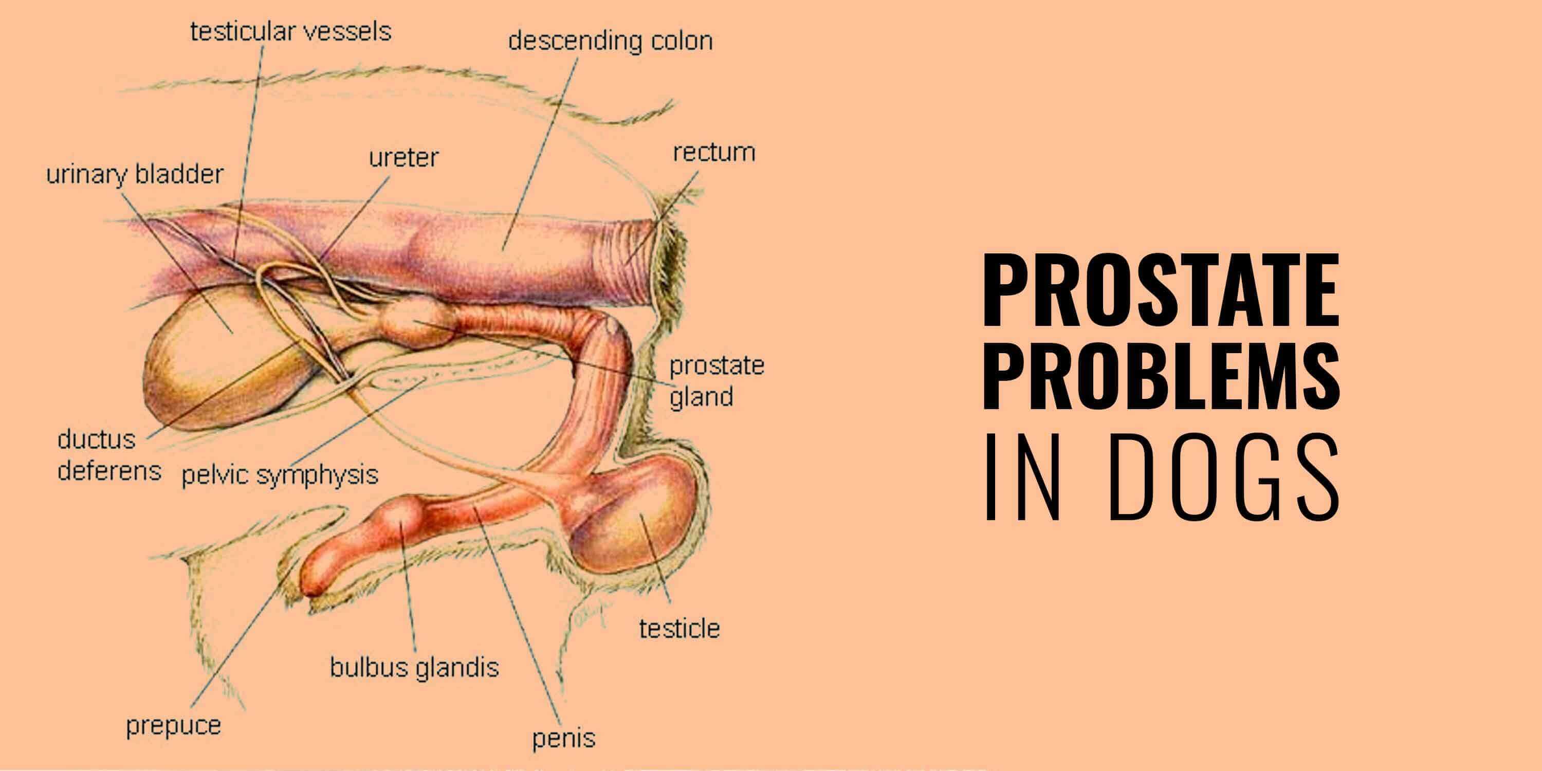 calcified prostate in dogs)