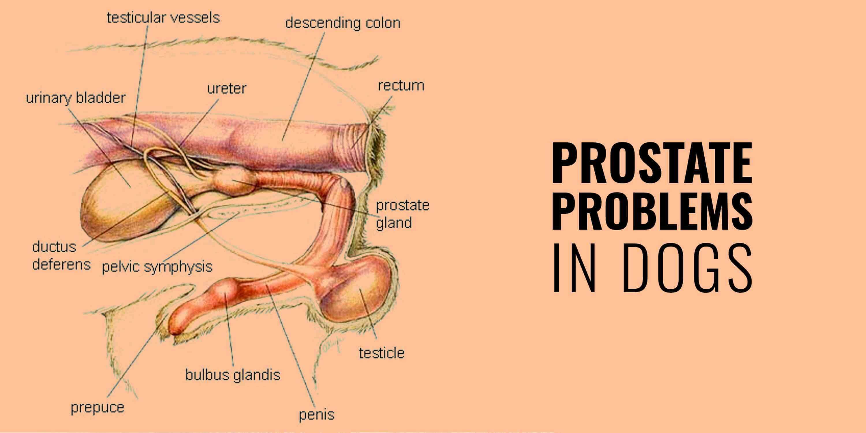 normal size of dog prostate