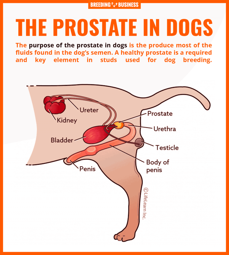 benign prostatic hyperplasia in neutered dogs