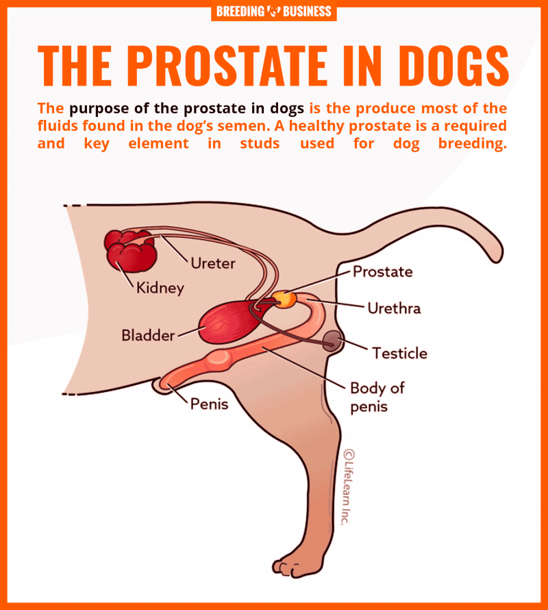 what are the symptoms of prostate problems in dogs