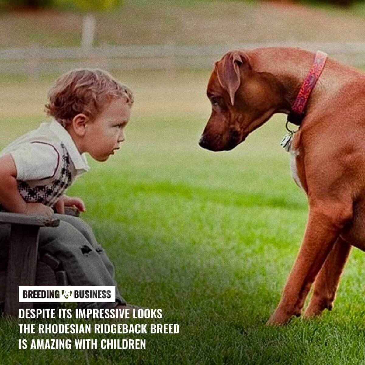 rhodesian ridgeback with children