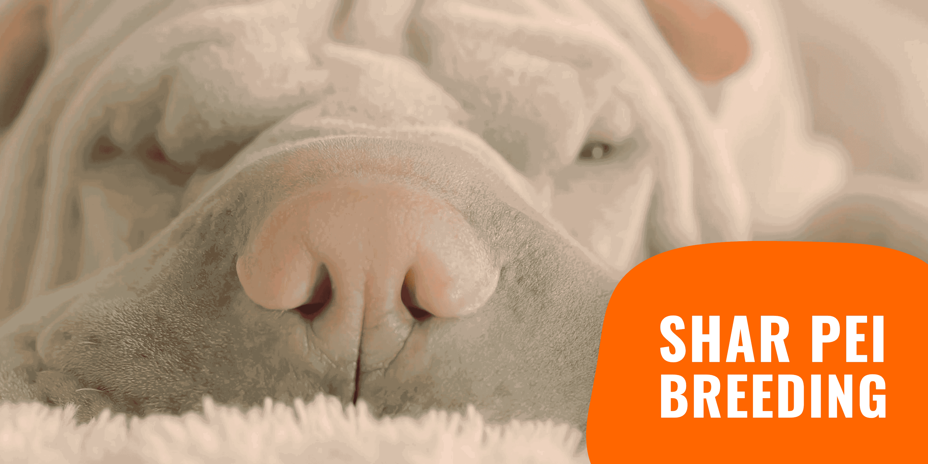 how to breed shar peis