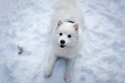 White Dog Names – Over 150 White, Snow & Ice-Inspired Ideas