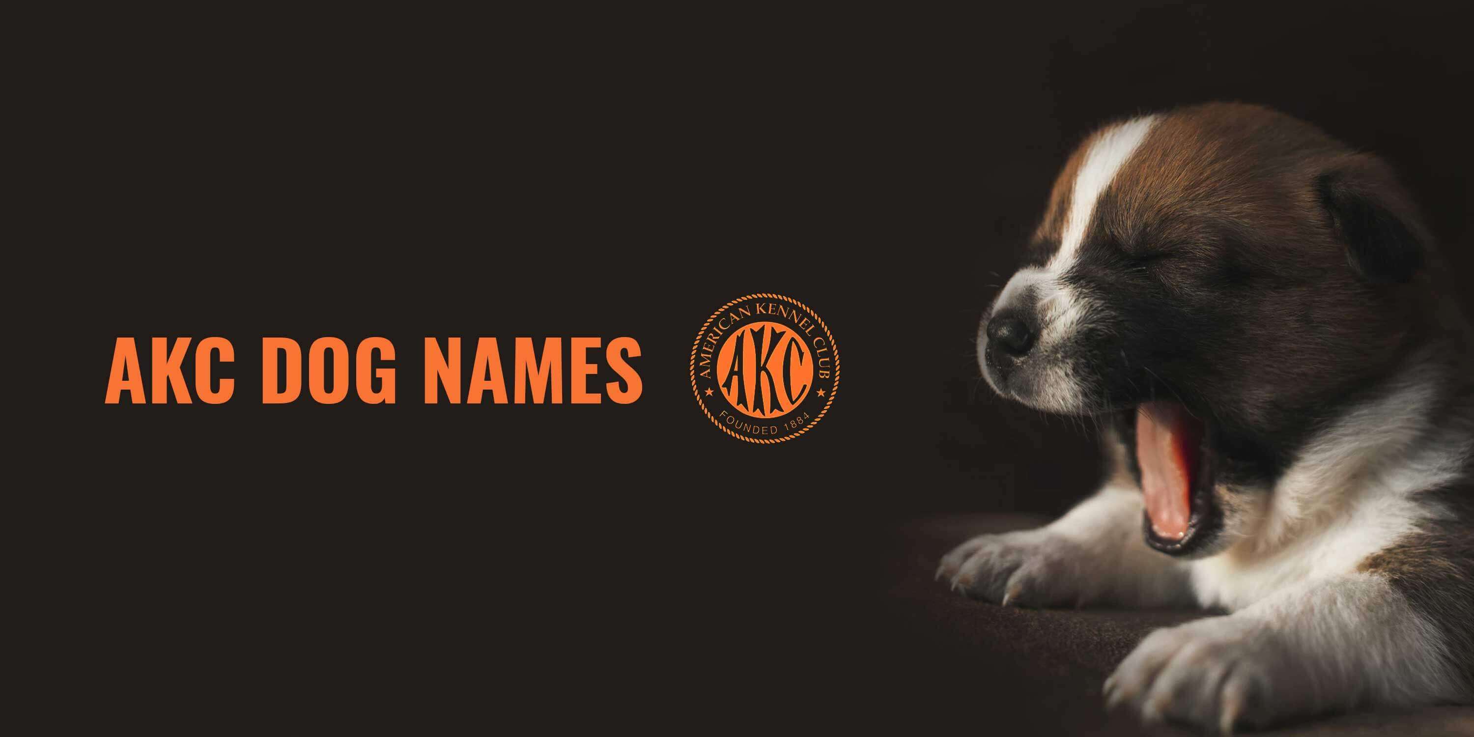 Unique Dog Names: Girl & Boy — American Kennel Club