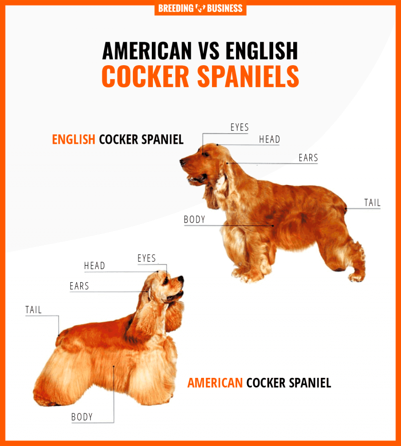 what is the difference between an american cocker and a miniature cocker spaniel