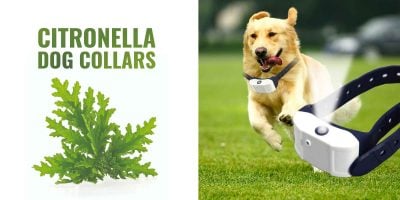 8 Best Citronella Dog Collars – Anti Bark, Spray & Deterrent