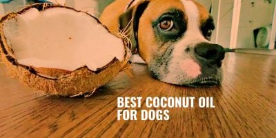 10 Best Coconut Oil for Dogs – Essential Fatty Acids, Benefits & FAQ