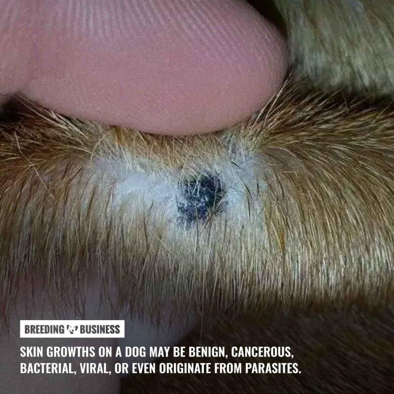 Non cancerous moles on dogs