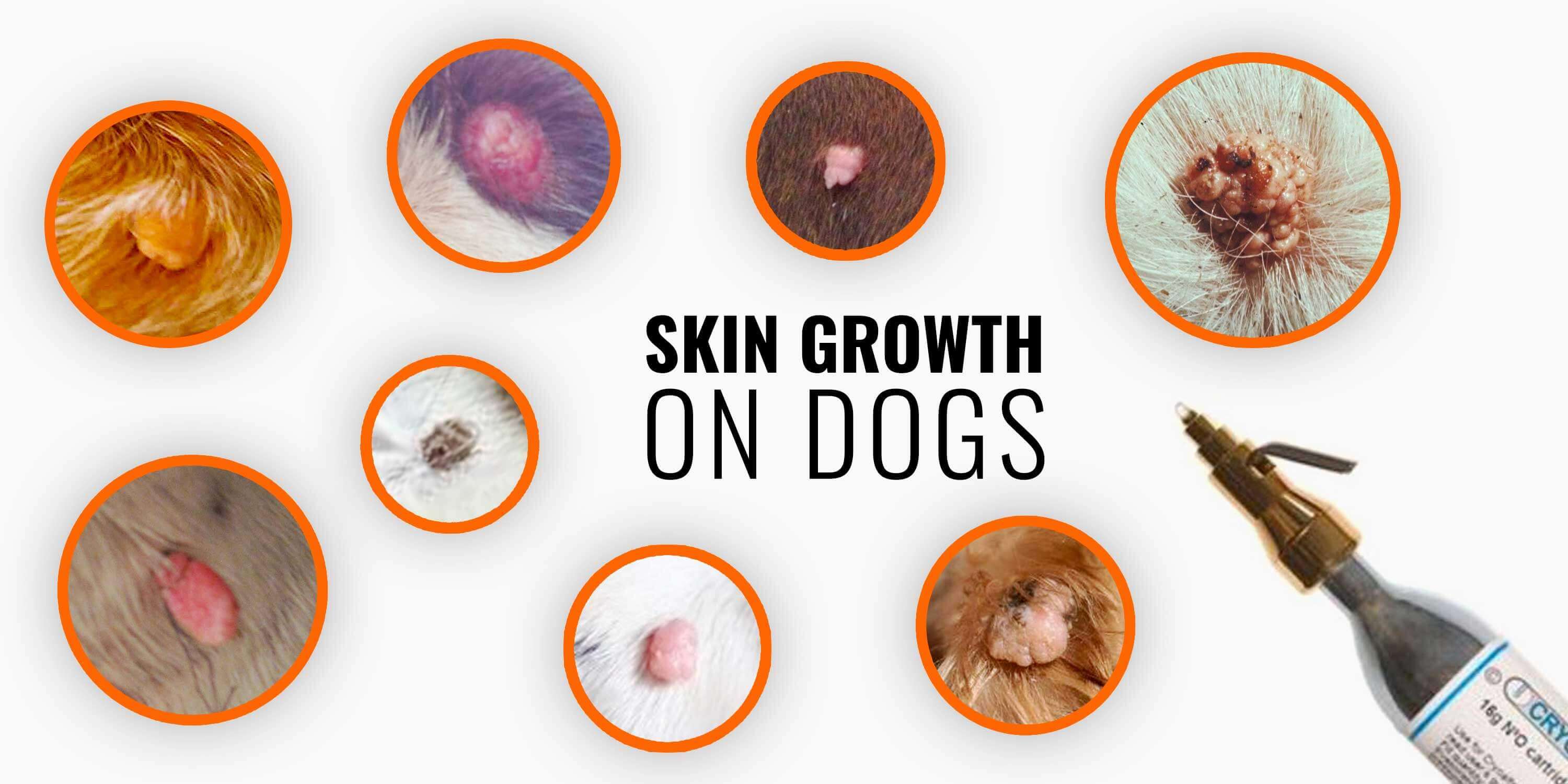 what does skin cancer look like in dogs