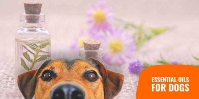 Essential Oils for Dogs – Guide, Reviews & FAQ