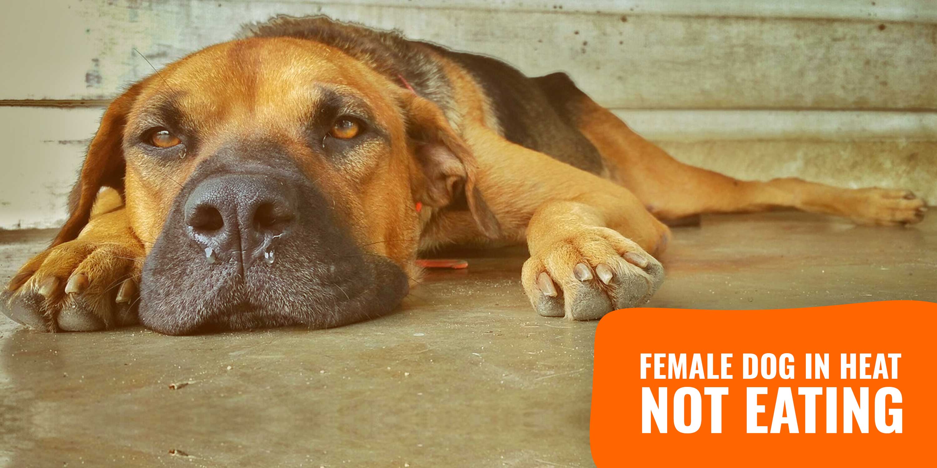 Why Older Dogs Stop Eating How To Get Your Older Dog To Eat QNHV