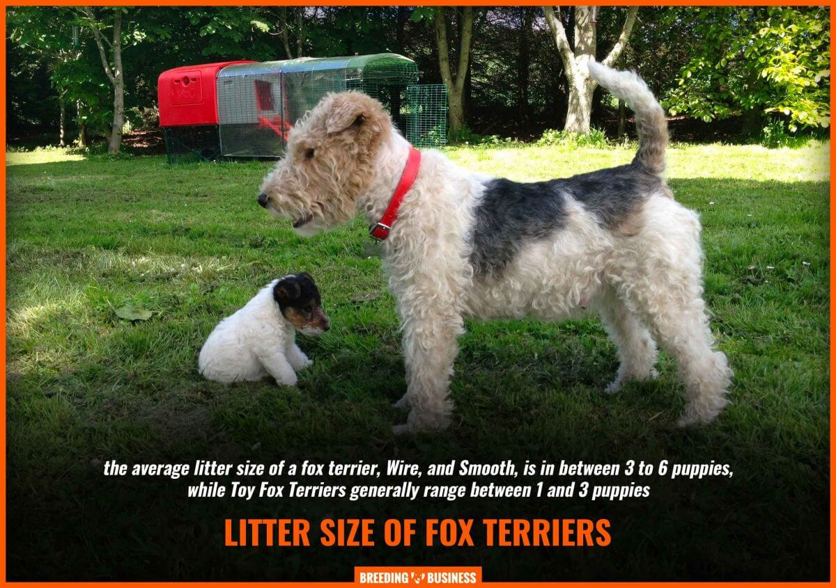 fox terrier litter size