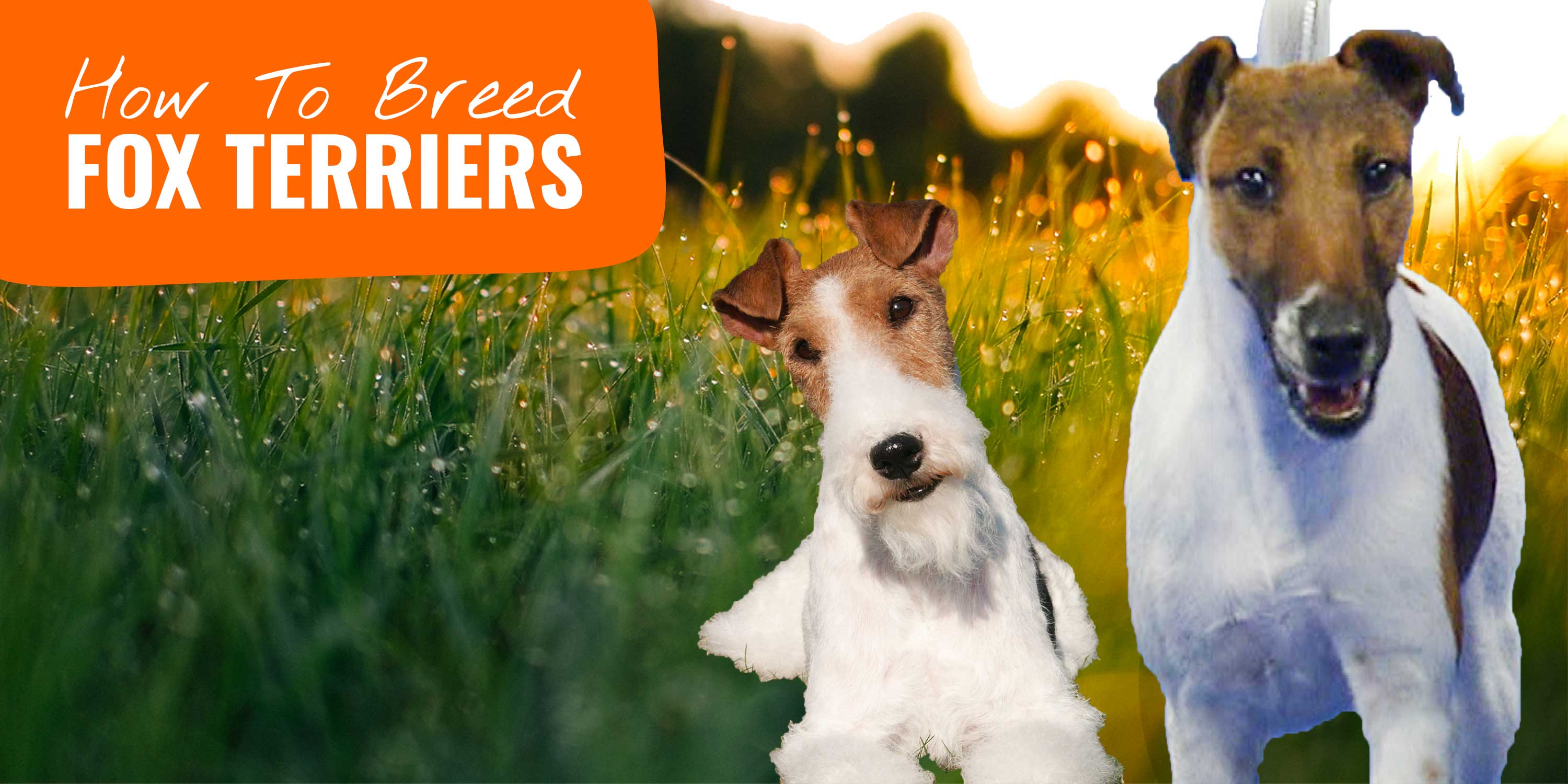 how to breed fox terriers