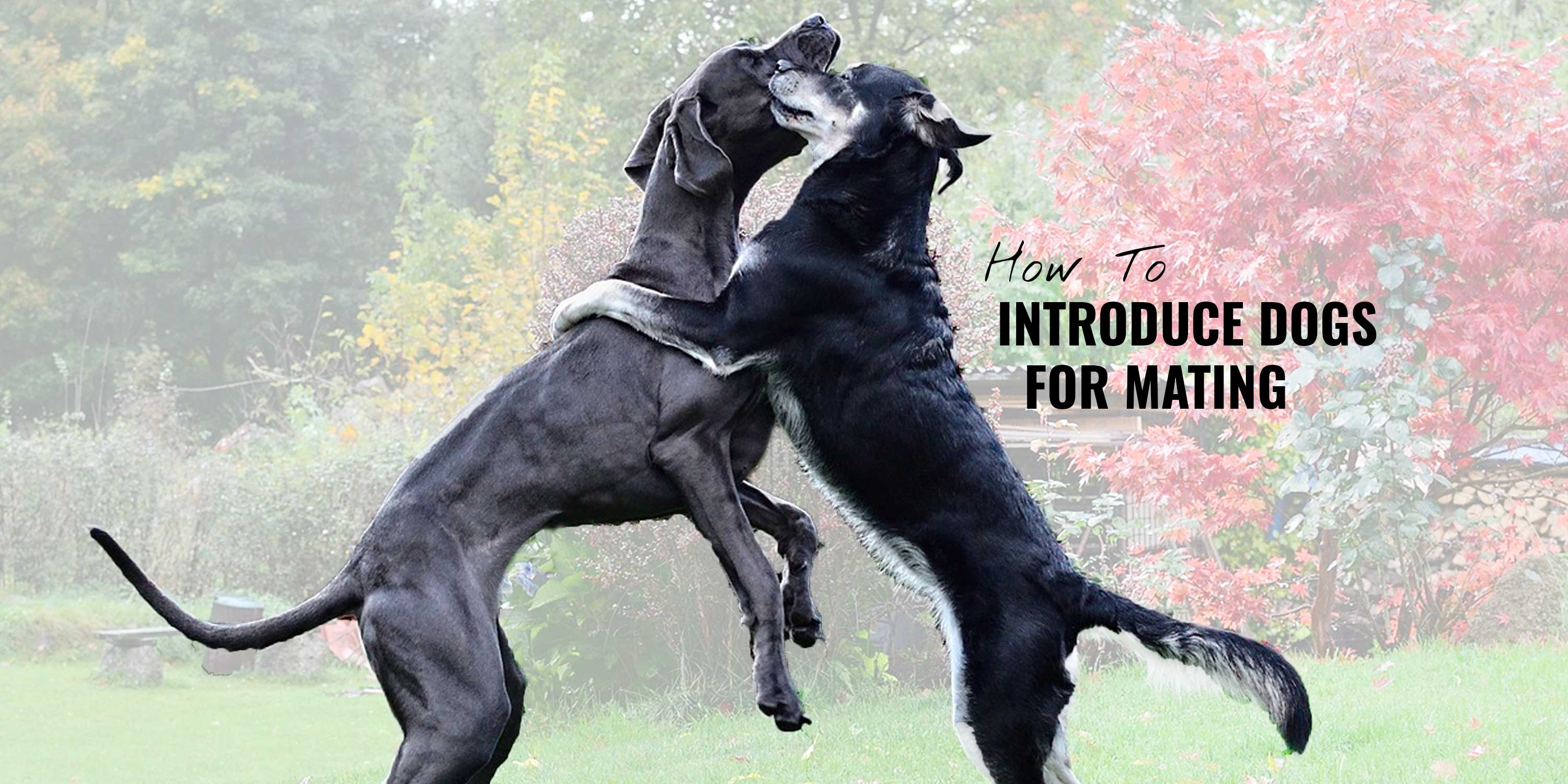 How To Introduce Dogs for Mating - Breeding Business
