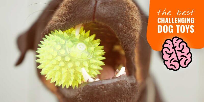 View of Top 5 Best Silent Dog Clippers for Grooming Anxious Dogs