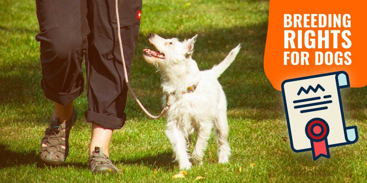 Breeding Rights for Dogs Definition, Paperwork & Warning