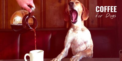 coffee for dogs