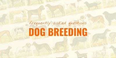 Questions About Dog Breeding