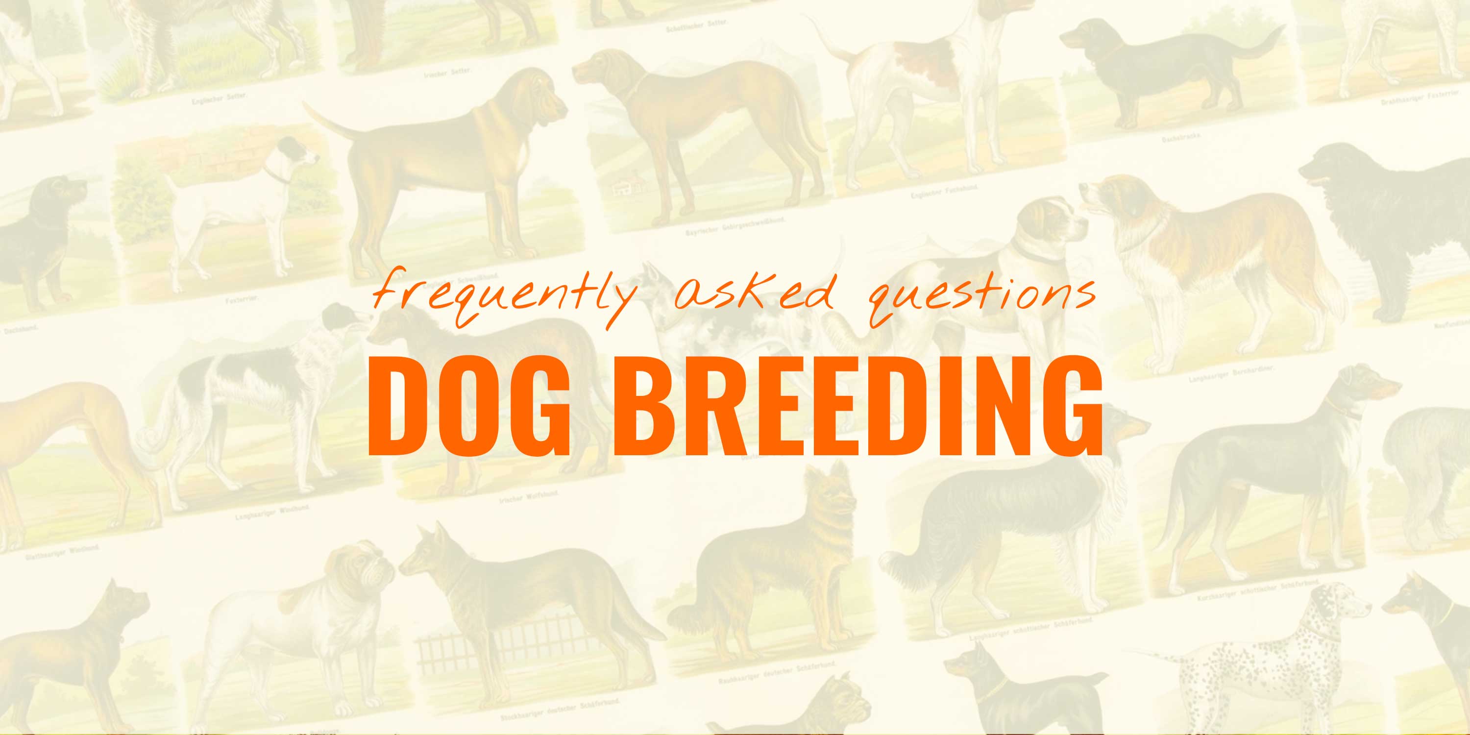 Questions About Dog Breeding