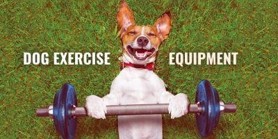 dog exercise equipment and dog workout kit