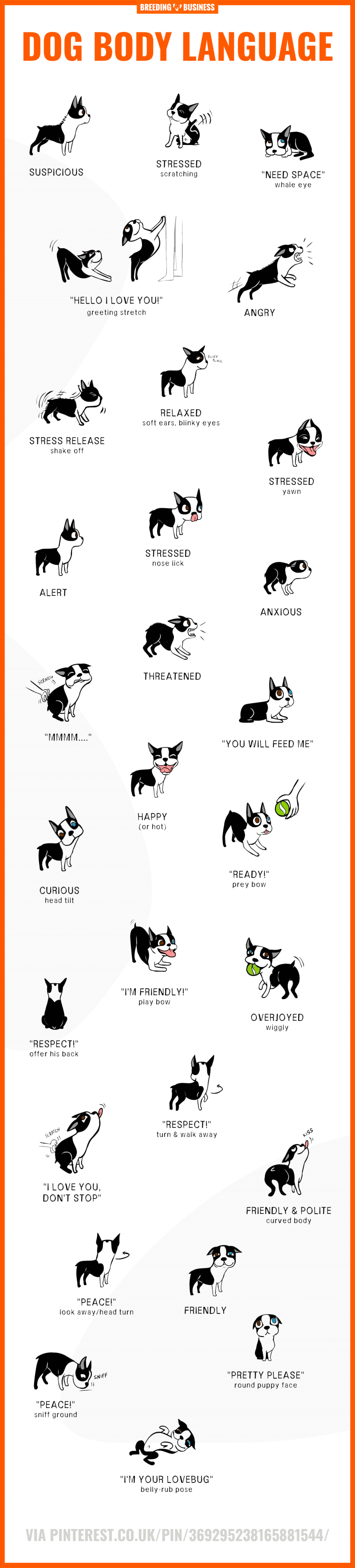 dog body language