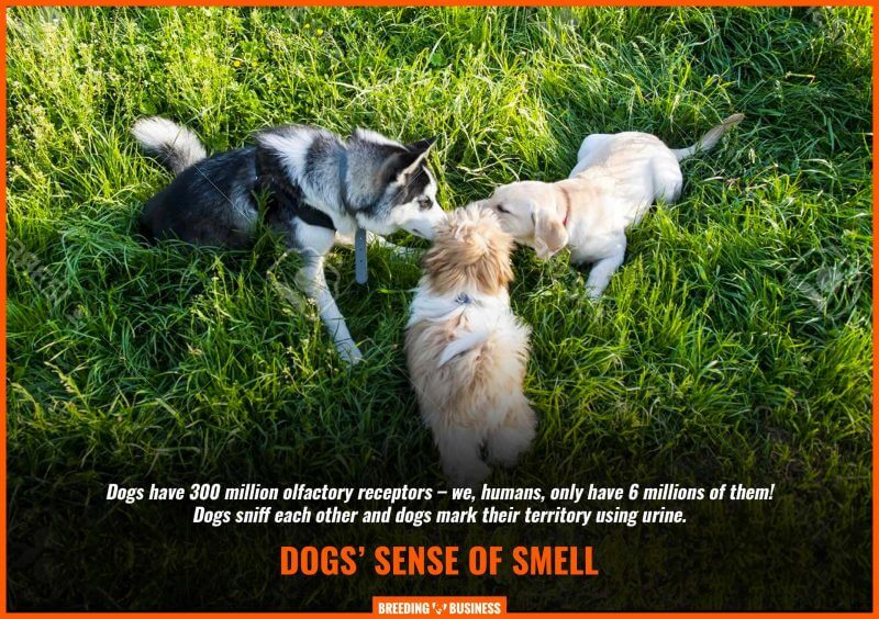 dogs smelling each other