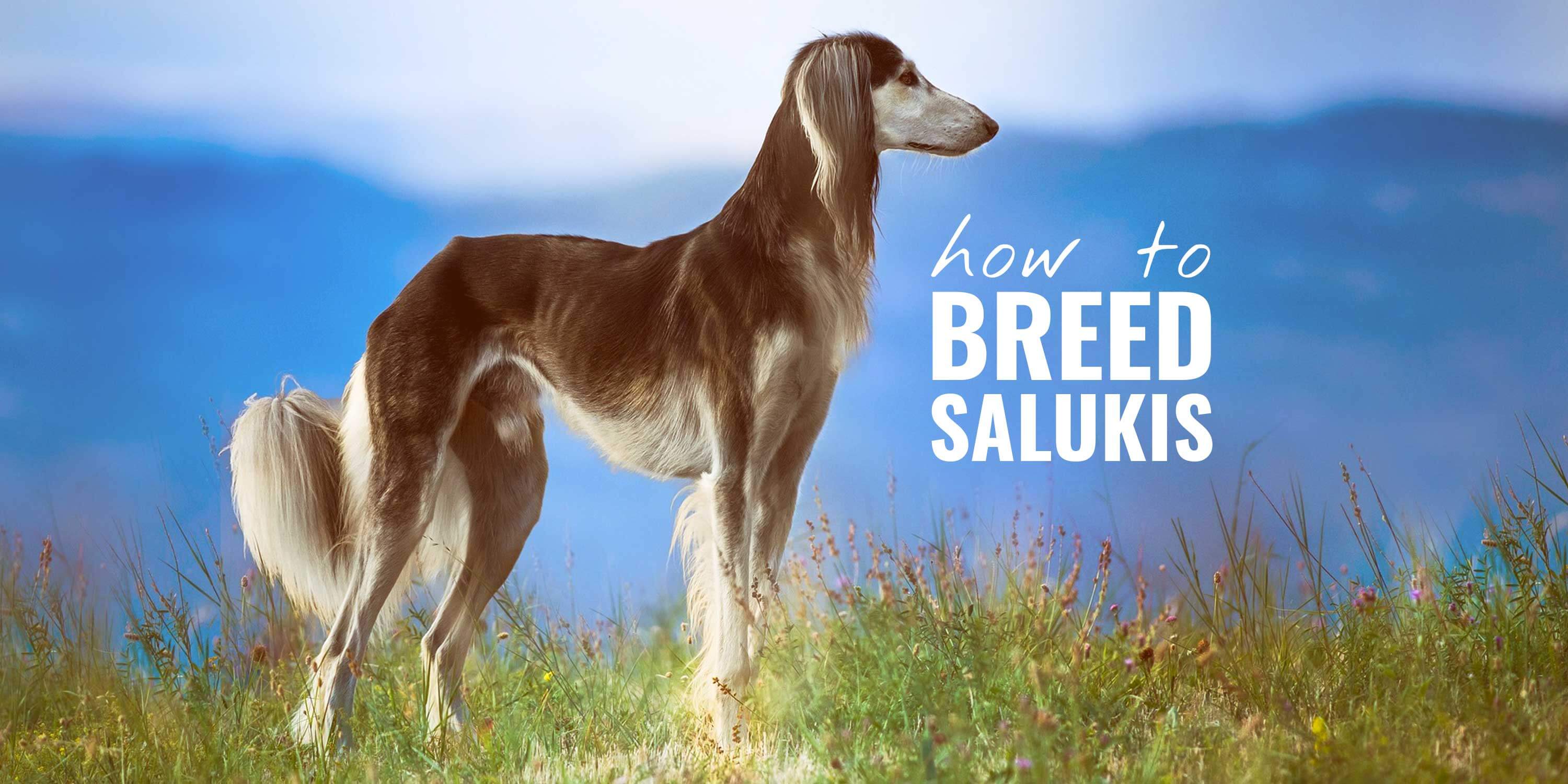 how to breed salukis (saluki breeding)