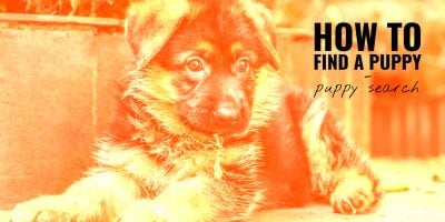 Puppy Search – Guide on Finding the Right Puppy