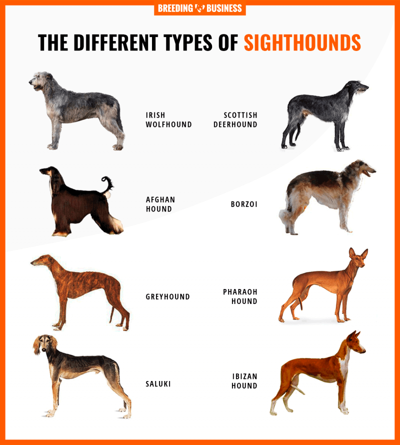 different types of sighthounds