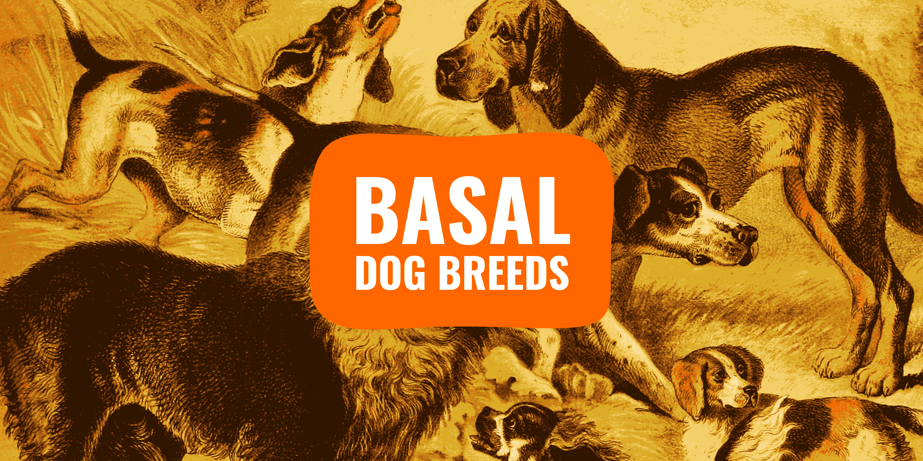 basal dog breeds