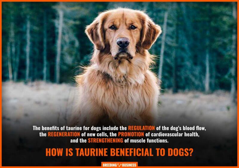 can dogs take human taurine