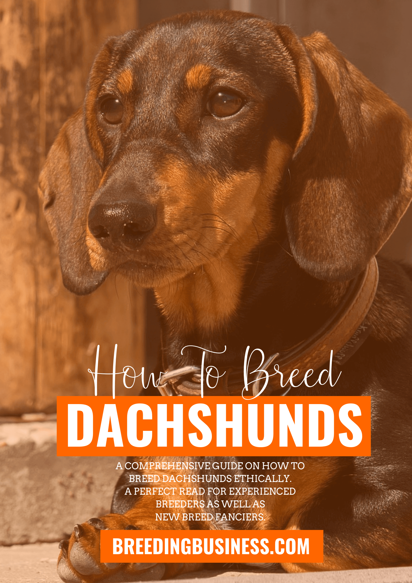 how-to-breed-dachshunds-free-guide-to-breeding-dachshunds