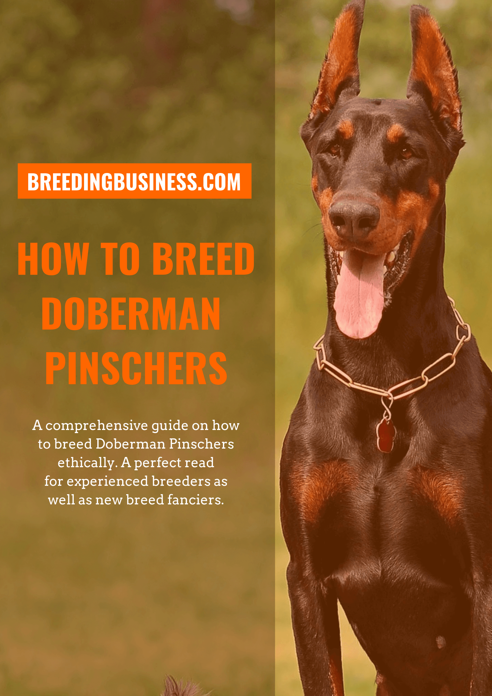 whats the difference between doberman and doberman pinscher