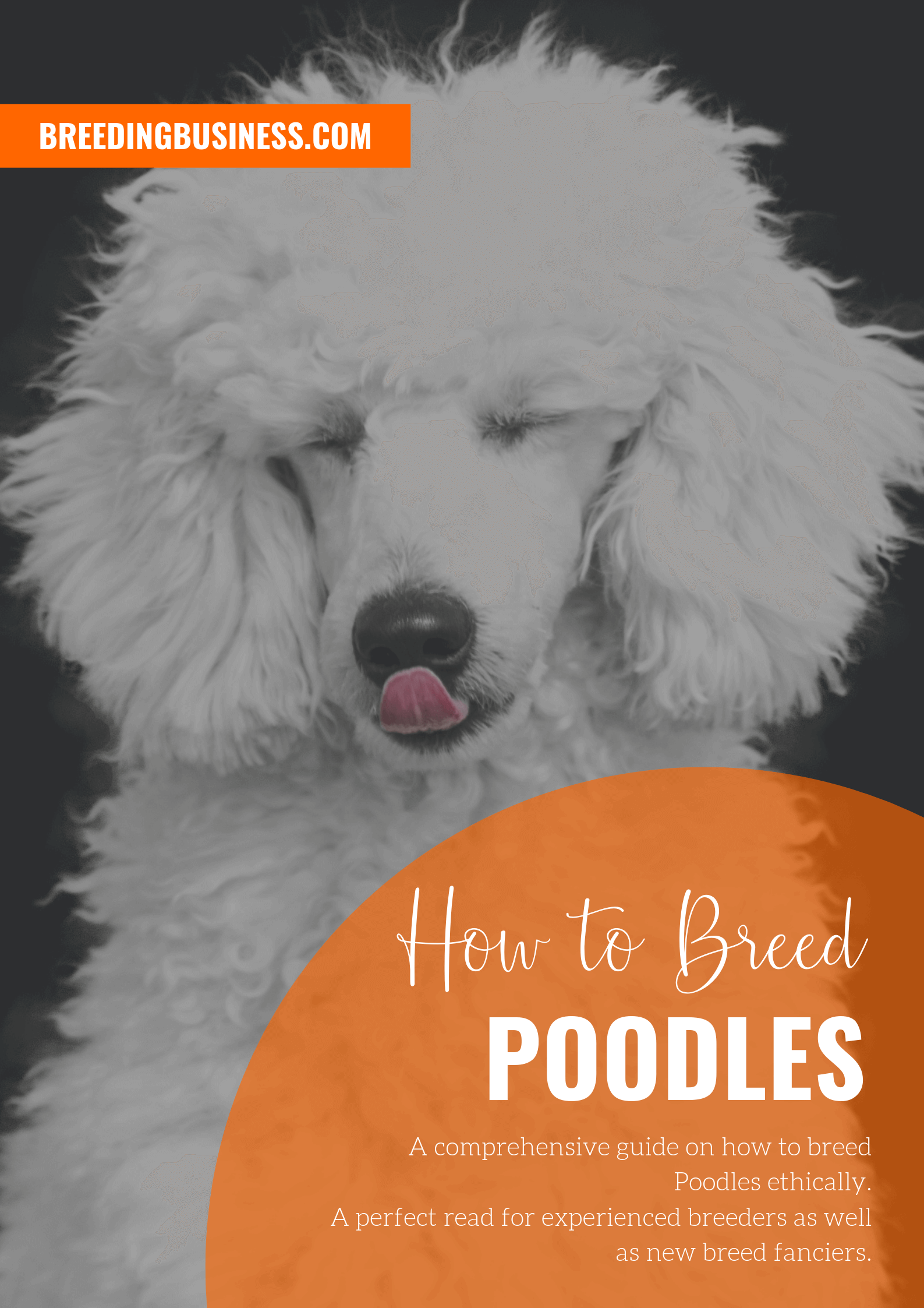 breeding Poodles