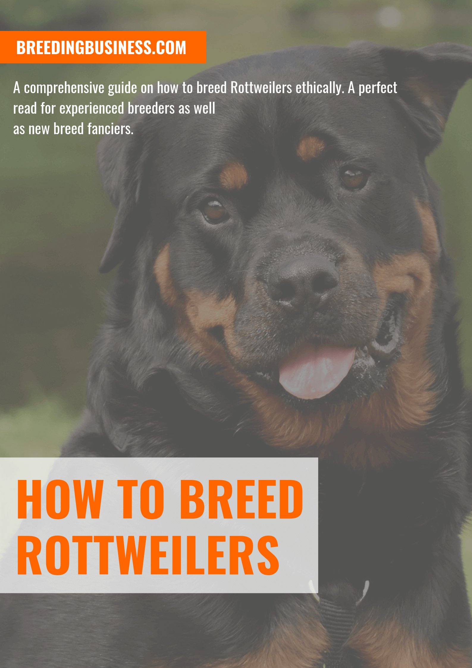 Guide to Rottweiler Breeding — Health, Best Practices and Future