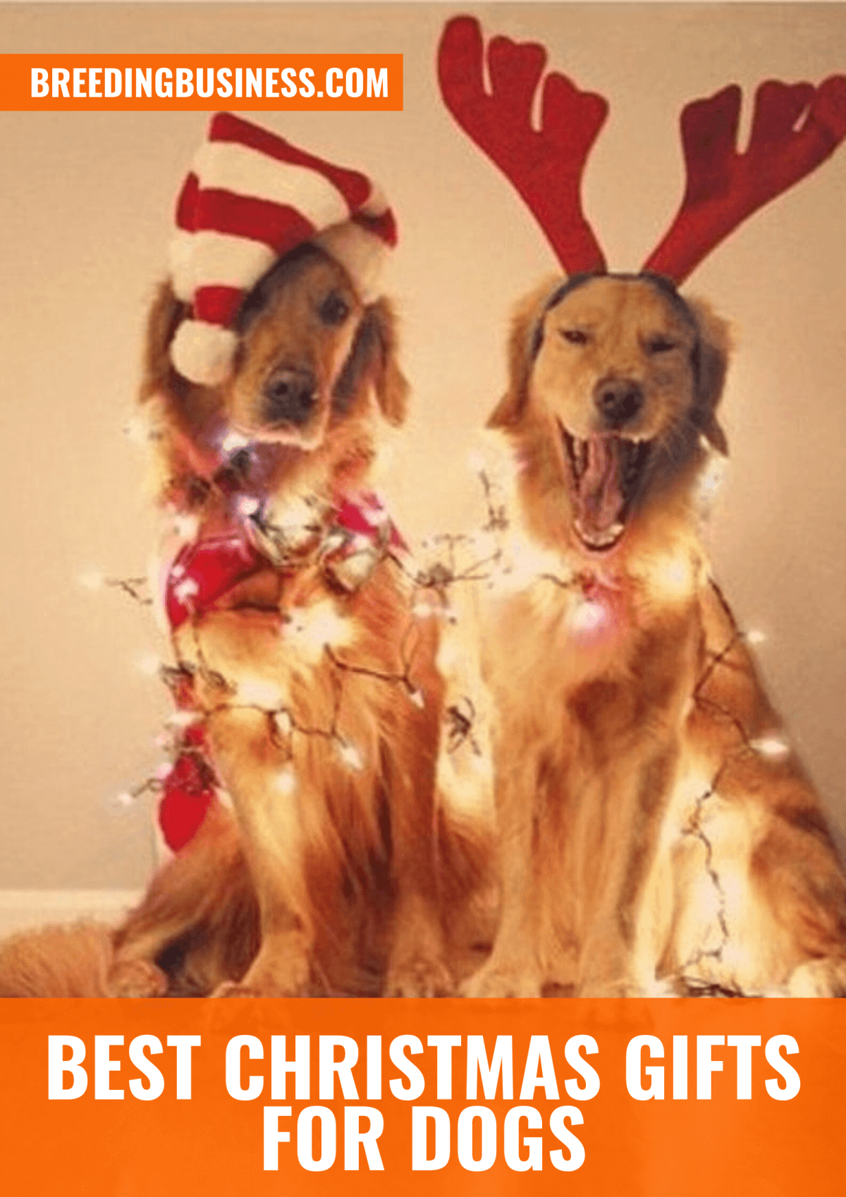 Top Christmas Gifts for Dogs