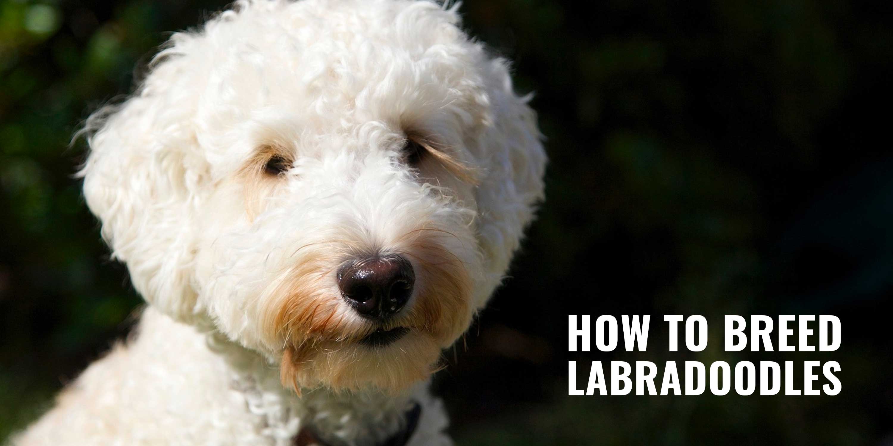 how to breed labradoodles